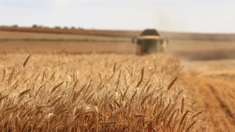 Wheat harvest