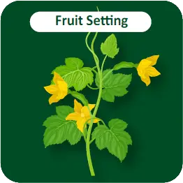 Fruit Setting