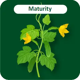 Maturity